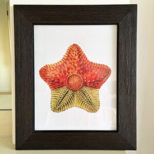 SEA STAR FRAMED PRINT